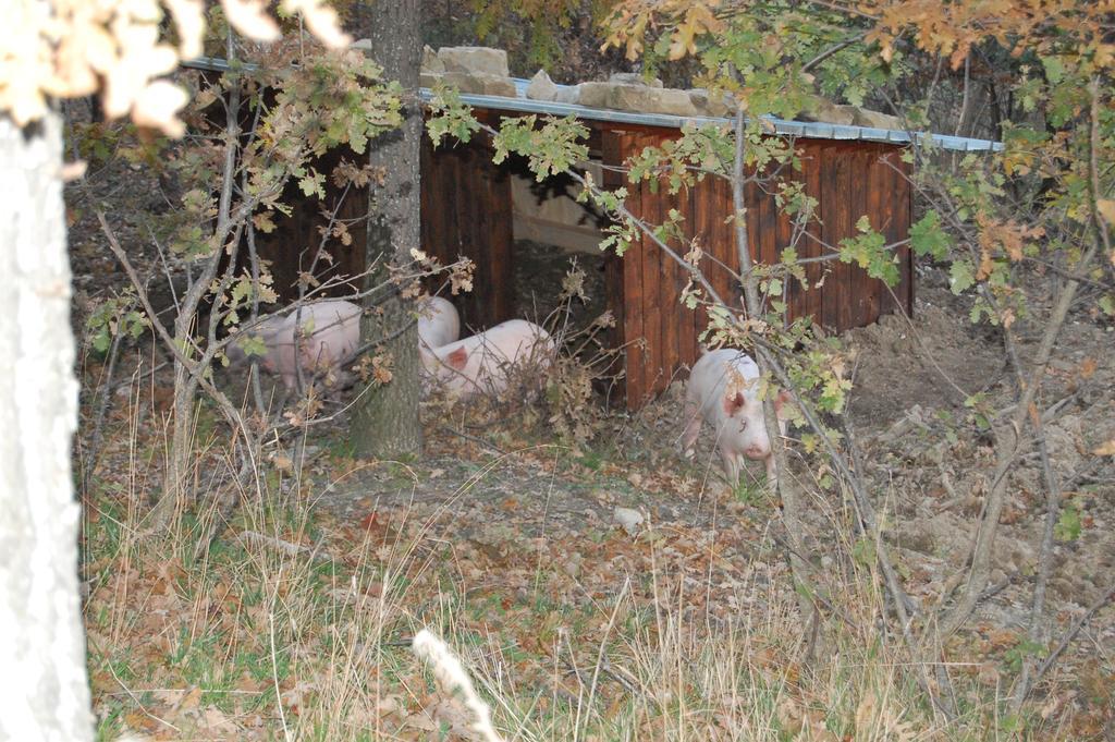 Colle Delle Meraviglie Fratticciola Selvatica Exterior foto