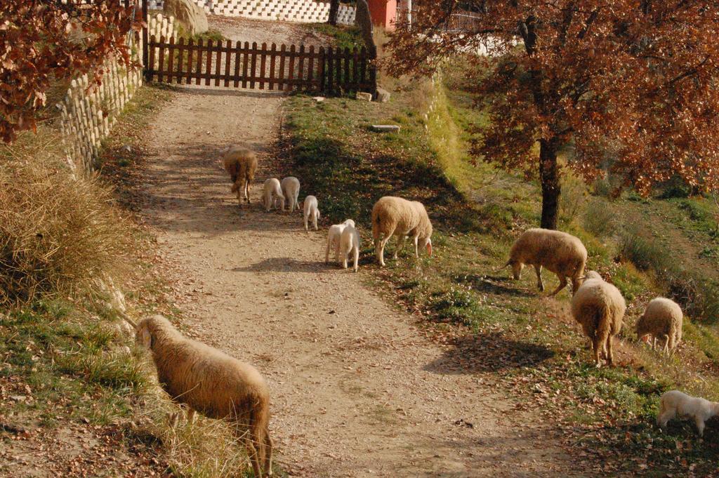 Colle Delle Meraviglie Fratticciola Selvatica Exterior foto
